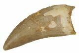 Serrated, Carcharodontosaurus Tooth - Real Dinosaur Tooth #85828-1